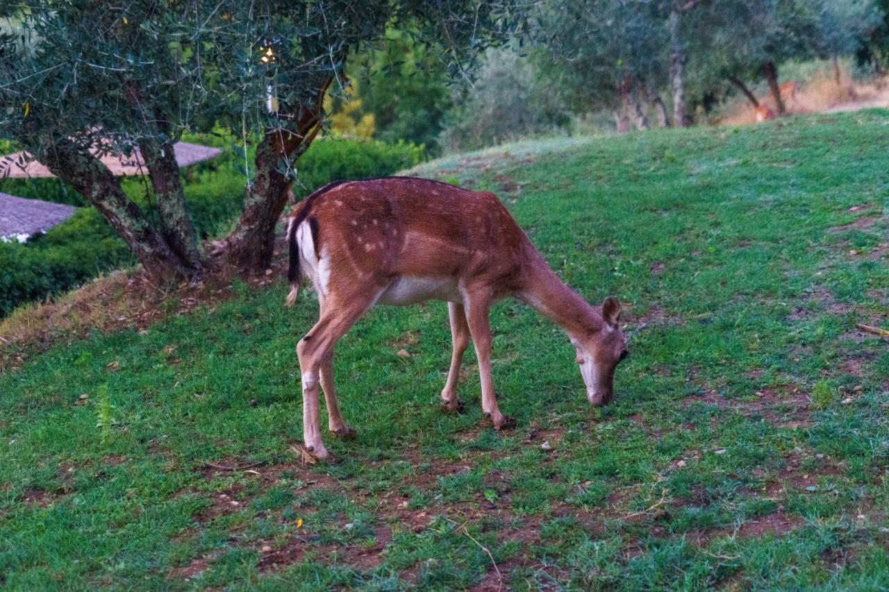 Celle Di Lecchi Nel Chianti Vila San Sano Exterior foto